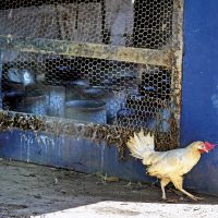 Eliminan pollos y huevos en Moca por gripe aviar