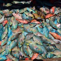 Codopesca decomisa mil libras de pez loro y 588 de langosta en La Romana y Puerto Plata