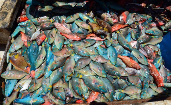 Codopesca decomisa mil libras de pez loro y 588 de langosta en La Romana y Puerto Plata