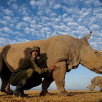 Muere el último rinoceronte blanco del norte macho del mundo