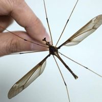 Descubrieron en China el mosquito más grande del mundo y cómo se alimenta