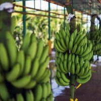 República Dominicana exporta 400 mil cajas de banano cada semana