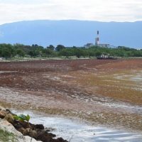 Las algas marinas han invadido nuevamente toda la ensenada de la Bahía de Neyba y todo el litoral costero marino del suroeste de la República Dominicana