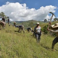 Medio Ambiente activa reforestación en temporada de lluvia