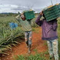 Monte Plata busca convertirse en la principal productora de piñas del país