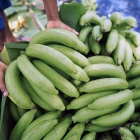 El 55% de producción nacional de banano se registra en Montecristi