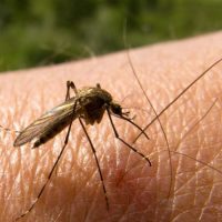 Hallazgo en República Dominicana de especie de mosquito transmisor de diversos virus
