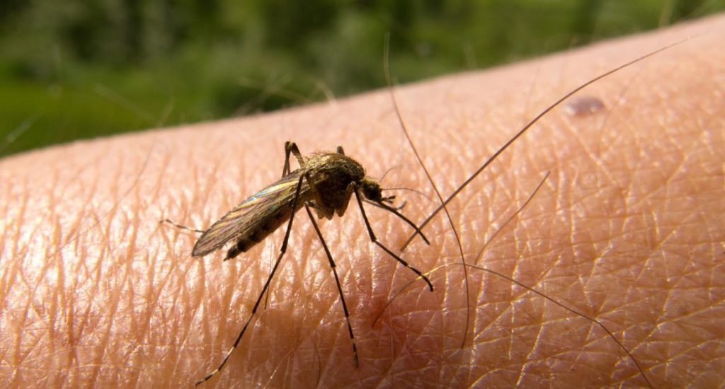 El Dengue está Atacando Duro a Menores 15 años