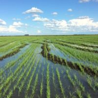 Productores garantizan abasto y precio del arroz, pese a la sequía