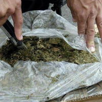 Decomisan en Colombia más de dos toneladas de marihuana que iban a Venezuela