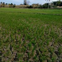 Gobierno garantiza agua y alimentos durante sequía