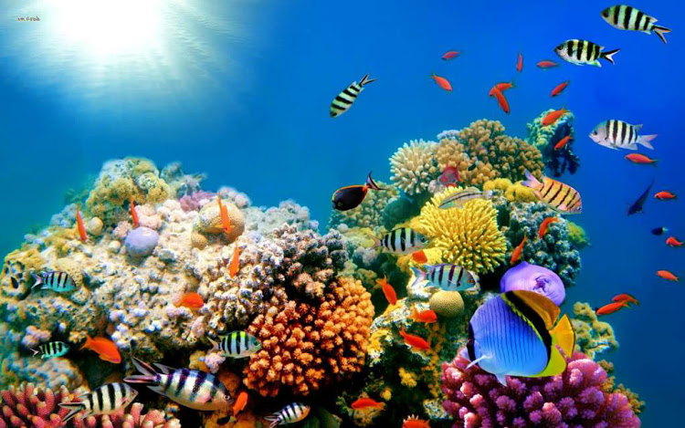 Embajada de Estados Unidos señala arrecifes de coral en la Bahía de Samaná va en decadencia