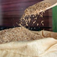El arroz “podría subir a RD$40 la libra” si el Gobierno no subsidia la agropecuaria, dicen comerciantes detallistas