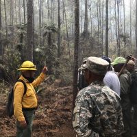 Incendio en la sierra de Bahoruco afecta miles de tareas de pinos