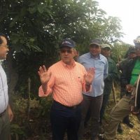 Reforestaran parte alta Sierra Bahoruco donde se había erradicado incidencia agrícola