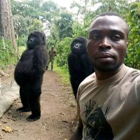 Se viraliza selfie de gorilas posando junto a cuidadores en el Congo
