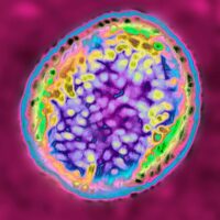 Detectan una nueva cepa de coronavirus en Reino Unido y otros nueve países
