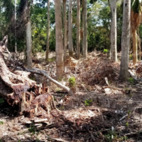 Deforestan cuencas ante abandono del personal de medio ambiente en Dajabón