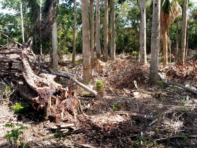 Deforestan cuencas ante abandono del personal de medio ambiente en Dajabón