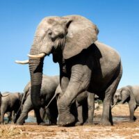 Mueren 12 Elefantes + Envenenados  + Parque de Zimbabue