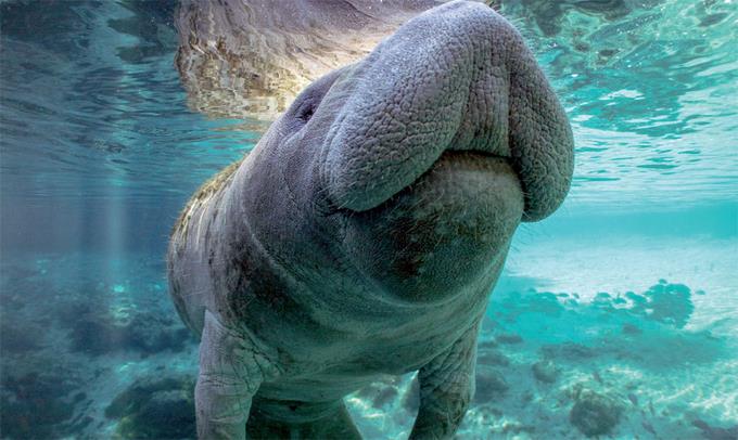 Especies en extinción: ¡Cuidado! No te ‘comas’ tu futuro