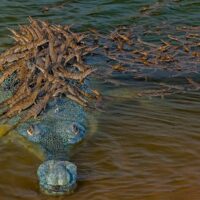 Un padre cocodrilo carga a sus más de 100 hijos y cautiva a los amantes de la naturaleza