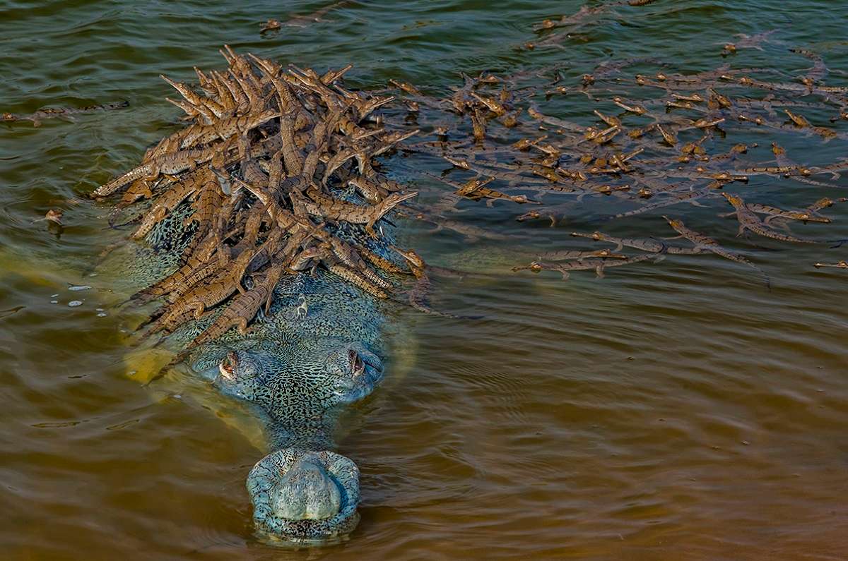 El mundo perdió casi 70% de la fauna salvaje desde 1970, según WWF