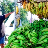 Dicen bajan precios productos agrícolas como plátanos, yuca, papa y hortalizas