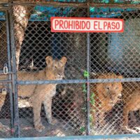 Cierra zoológico de Santiago tras quejas por presuntos maltratos a los animales