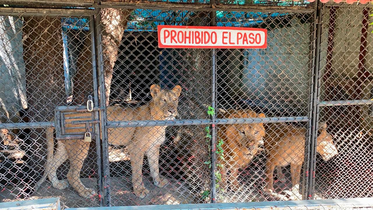 Cierra zoológico de Santiago tras quejas por presuntos maltratos a los animales