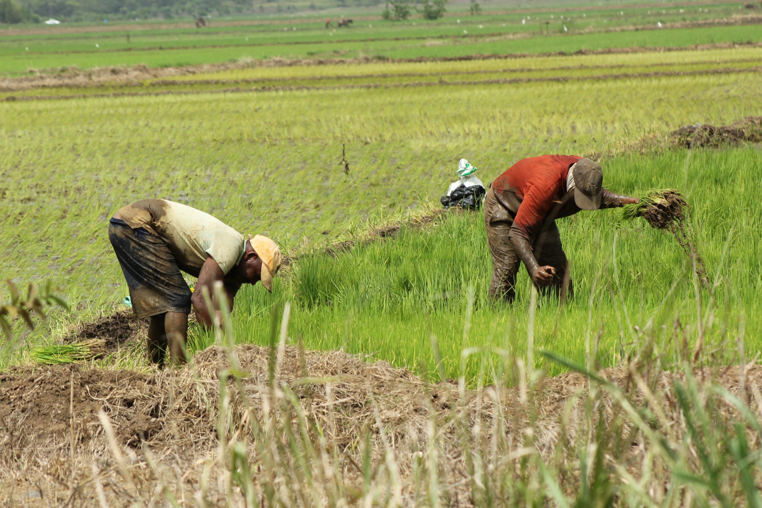 Autoridades aseguran que precio de la libra de arroz no debe superar 27 pesos