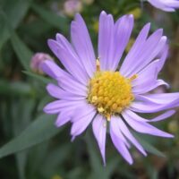 La misteriosa foto de una flor en la Wikipedia que recibe 90 millones de visitas al día desde hace meses