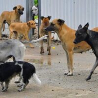 Sigue la polémica: Acusan a Shia LaBeouf de dispararle a perros para entrar en personaje