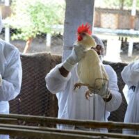 Detectan primer caso de transmisión de una cepa de gripe aviar al ser humano en Rusia