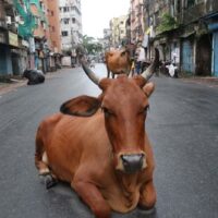 Invasión de vacas abandonadas que mueren de hambre en las calles