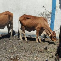 Haití devuelve cabezas de ganado robadas en República Dominicana