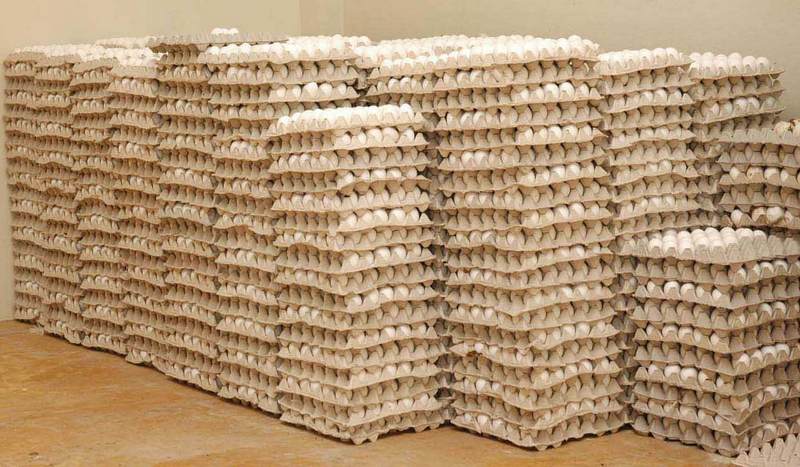 Agricultura comprará huevos para intervenir en su precio