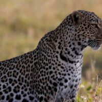 Un hombre enfrenta y mata a mano limpia a un leopardo para proteger a su esposa y a su hija