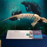 Museo de Historia Natural estrena exhibición del manatí Tamaury
