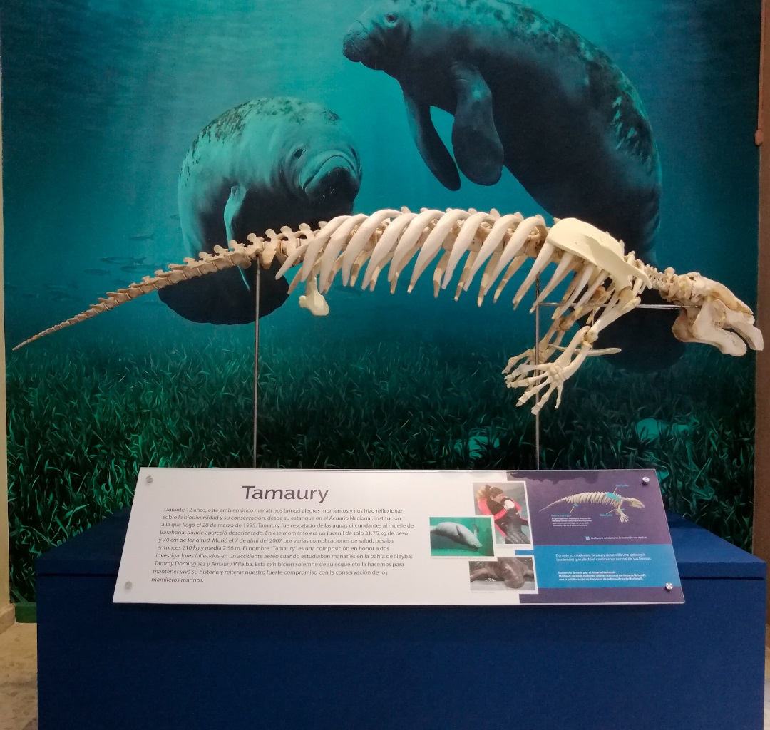 Museo de Historia Natural estrena exhibición del manatí Tamaury