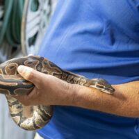 Procuraduría para el Medio Ambiente rescata una boa y un pitón en negocio de la capital