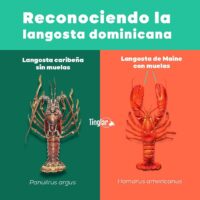 Reconociendo La Langosta Dominicana – Revista Tinglar