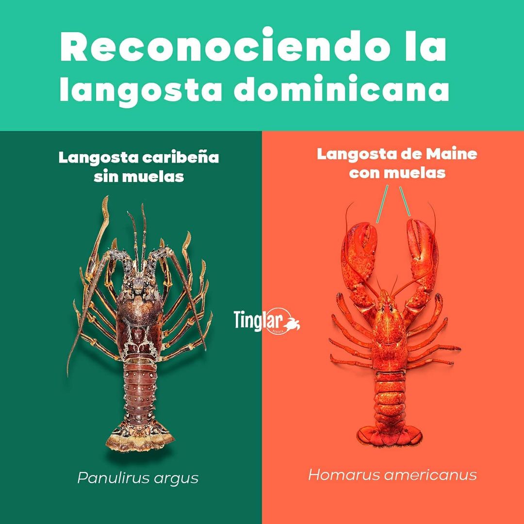 Reconociendo La Langosta Dominicana – Revista Tinglar Reconociendo La Langosta Dominicana – Revista Tinglar