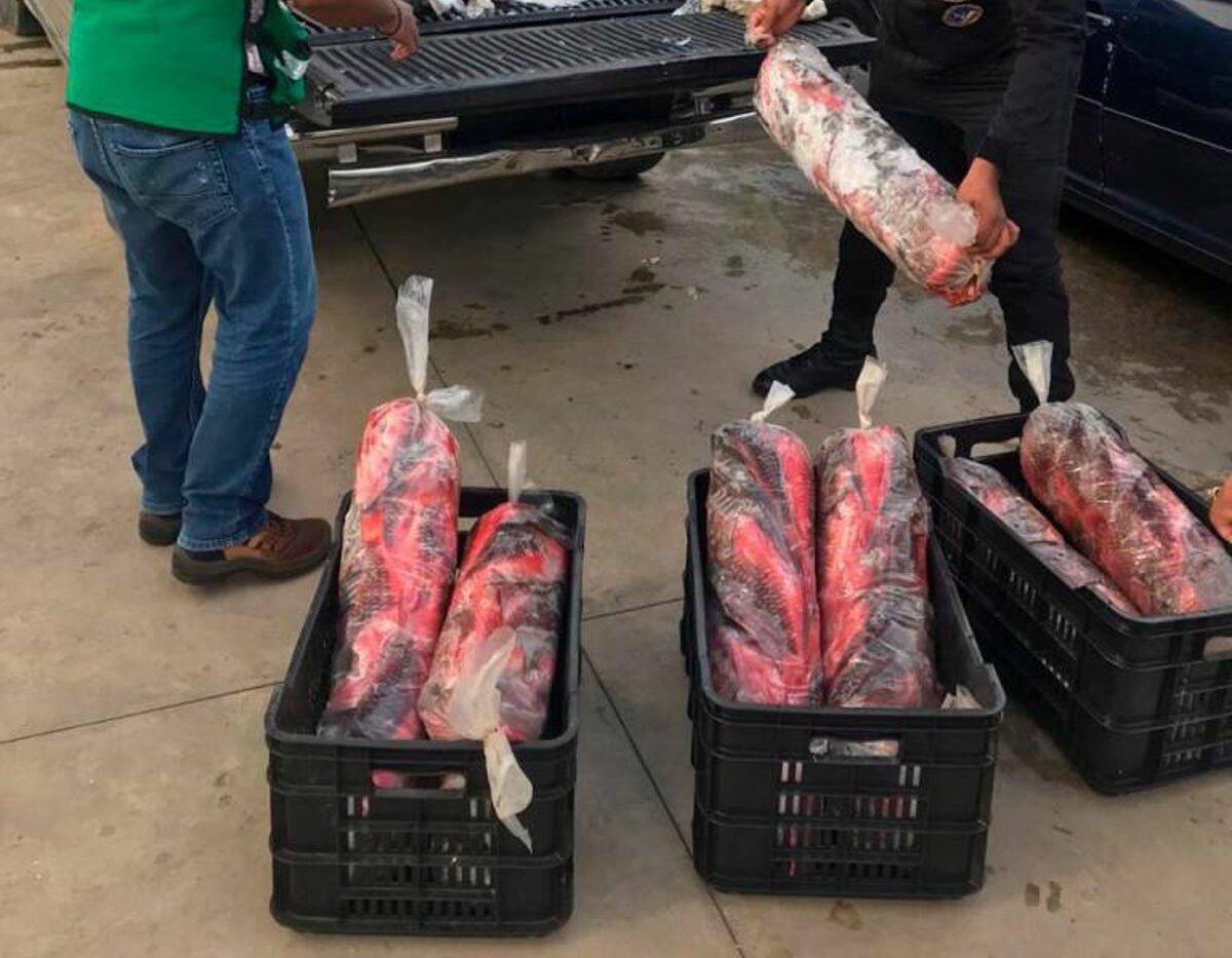 Tres toneladas de peces loros se han incautado desde inicio de la veda