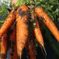 Productores de Constanza lanzan cientos de quintales de zanahorias en protesta por exceso de importaciones