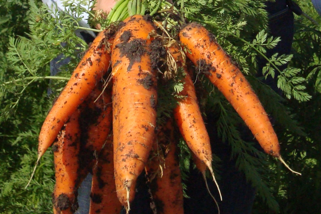 Productores de Constanza lanzan cientos de quintales de zanahorias en protesta por exceso de importaciones