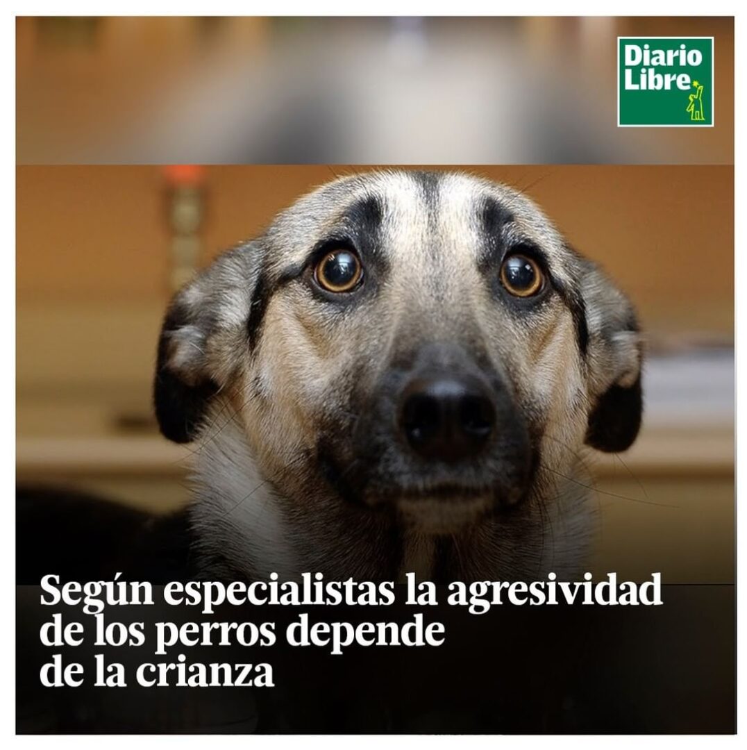 Agresividad de un Perro, Diario Libre, 12 de Abril, 2021
