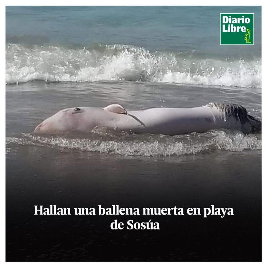 Ballena, Diario Libre, 22 de Abril, 2021