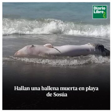 Ballena, Diario Libre, 22 de Abril, 2021