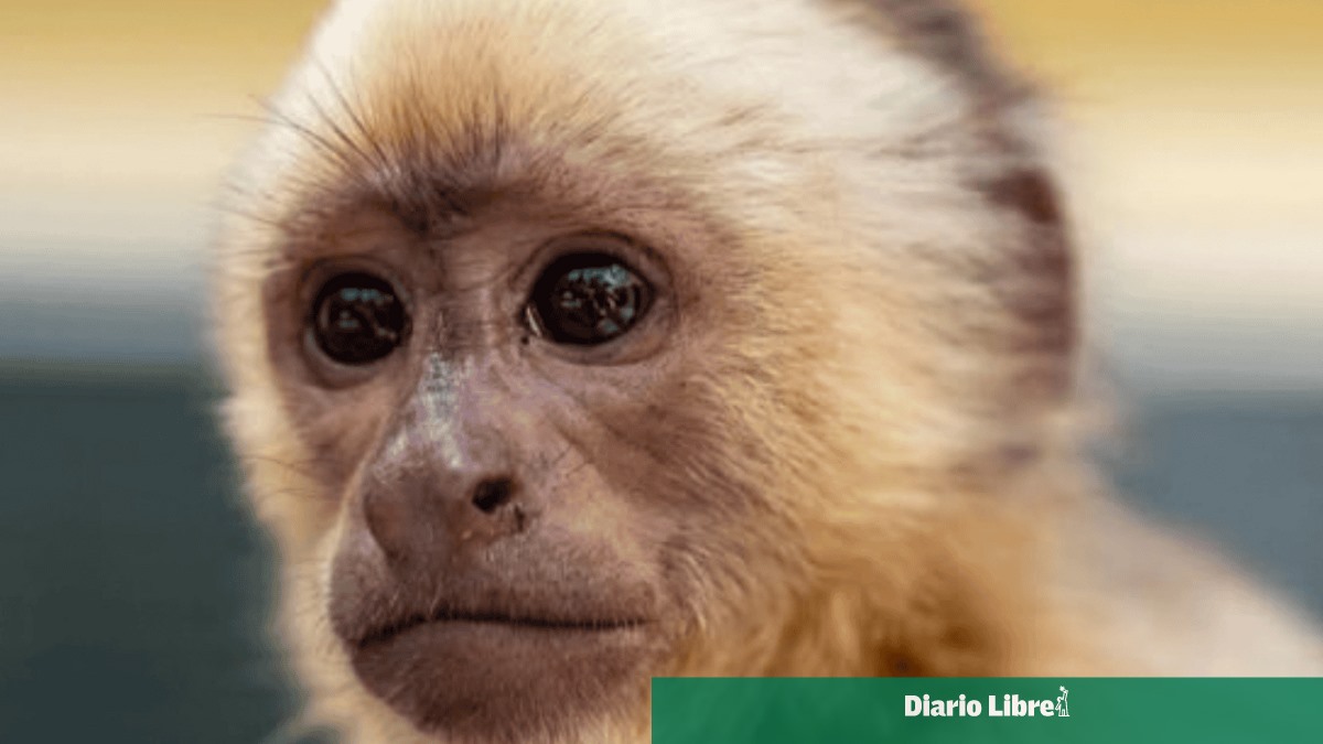 Autoridades trasladan al Zoológico al "narcomono" incautado en las costas de Baní